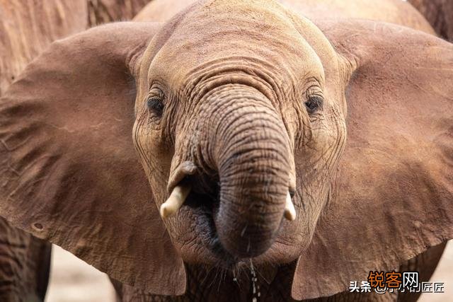 大象的产肉量是猪的10倍,为什么我们不养大象来吃？