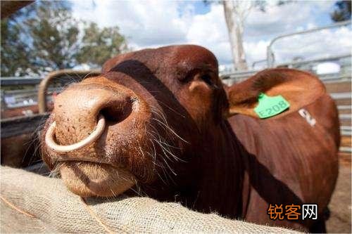 大象的产肉量是猪的10倍,为什么我们不养大象来吃？