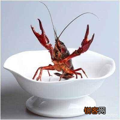 小龙虾走进高校成为专业,能培养出人才吗？