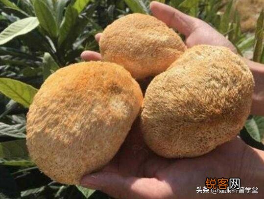 孩子正是长身体的时候,多吃点什么有利于身体发育呢？