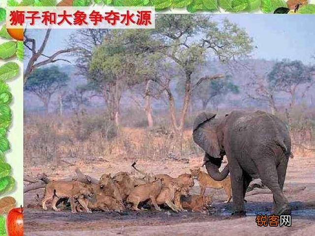 成年健壮的非洲公象,二十只健壮的成年雄狮,死斗哪方厉害？