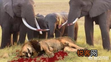 成年健壮的非洲公象,二十只健壮的成年雄狮,死斗哪方厉害？