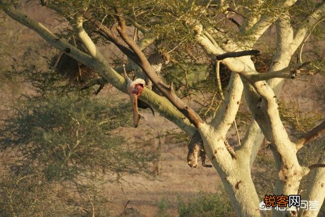 花豹和猎豹谁体形大更厉害？为什么？