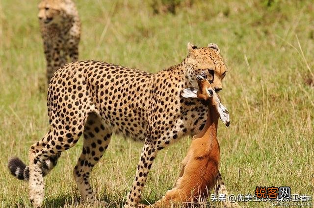 花豹和猎豹谁体形大更厉害？为什么？