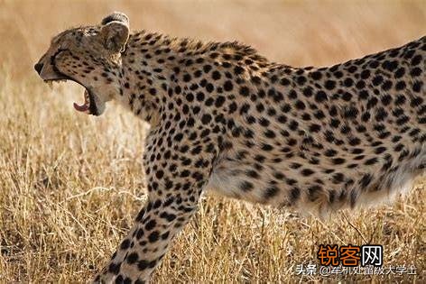 花豹和猎豹谁体形大更厉害？为什么？