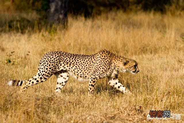 花豹和猎豹谁体形大更厉害？为什么？