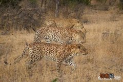 花豹和猎豹谁体形大更厉害？为什么？