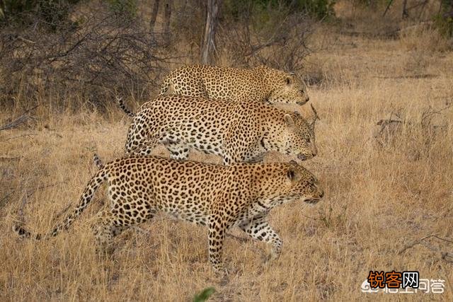 花豹和猎豹谁体形大更厉害？为什么？