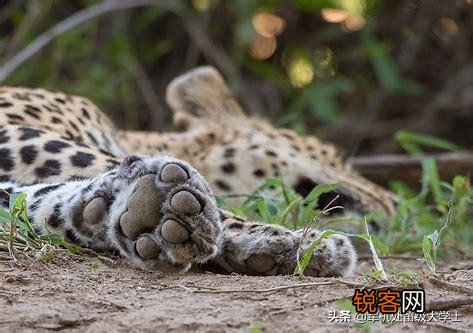 花豹和猎豹谁体形大更厉害？为什么？