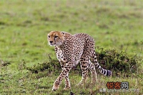 花豹和猎豹谁体形大更厉害？为什么？