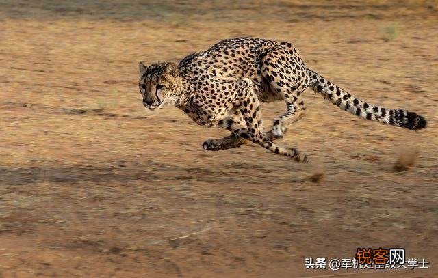 花豹和猎豹谁体形大更厉害？为什么？