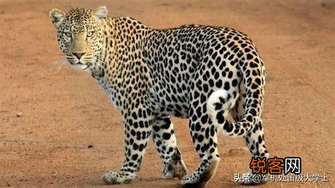 花豹和猎豹谁体形大更厉害？为什么？