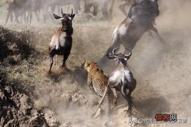 花豹和猎豹谁体形大更厉害？为什么？