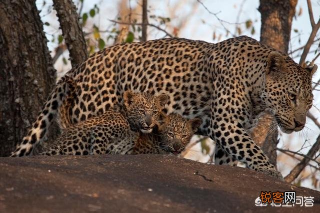 花豹和猎豹谁体形大更厉害？为什么？