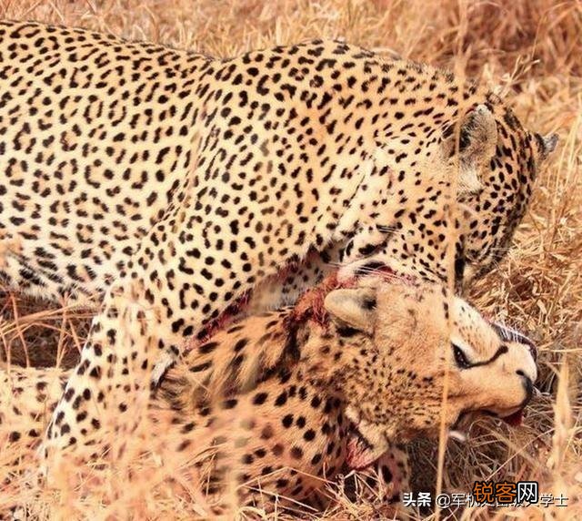 花豹和猎豹谁体形大更厉害？为什么？