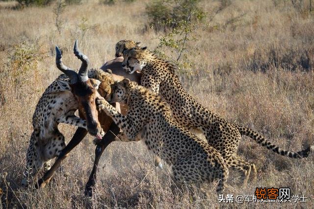 花豹和猎豹谁体形大更厉害？为什么？