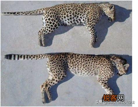 花豹和猎豹谁体形大更厉害？为什么？