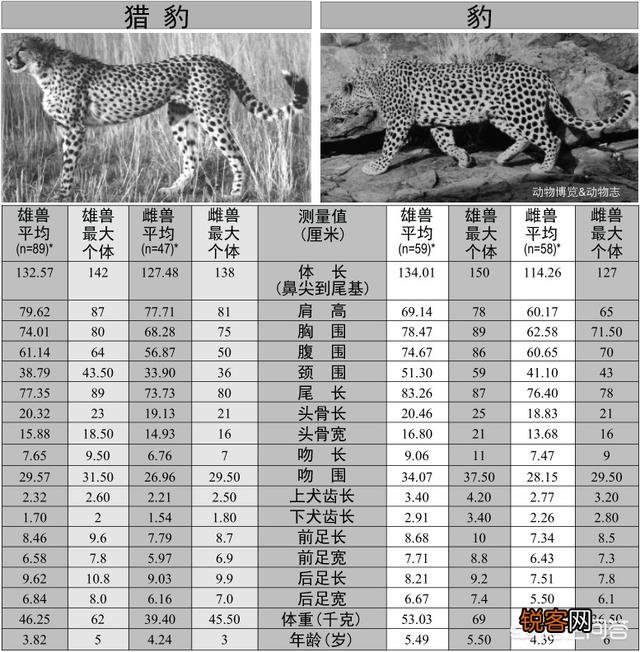 花豹和猎豹谁体形大更厉害？为什么？