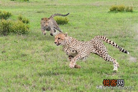 花豹和猎豹谁体形大更厉害？为什么？