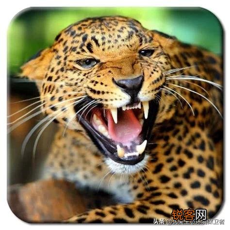 花豹和猎豹谁体形大更厉害？为什么？