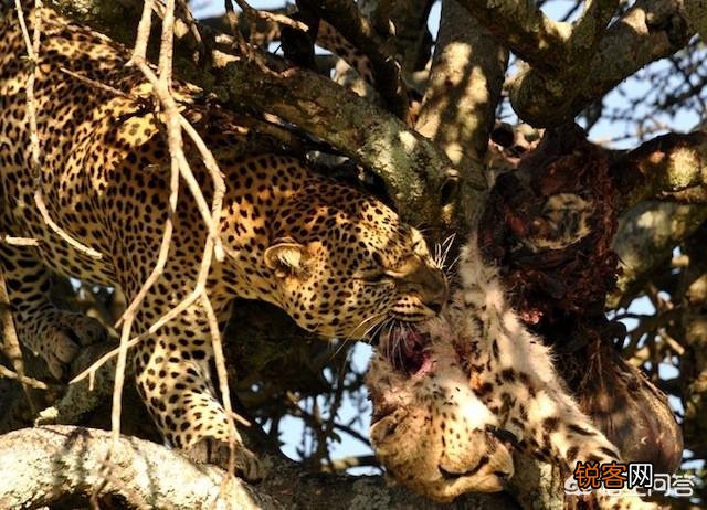 花豹和猎豹谁体形大更厉害？为什么？