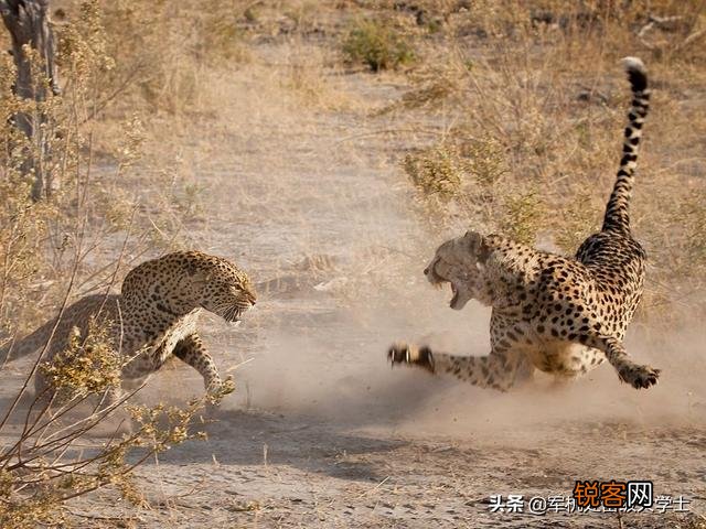 花豹和猎豹谁体形大更厉害？为什么？
