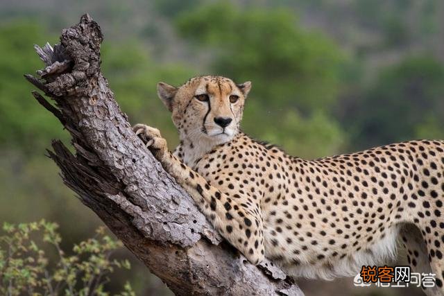 花豹和猎豹谁体形大更厉害？为什么？