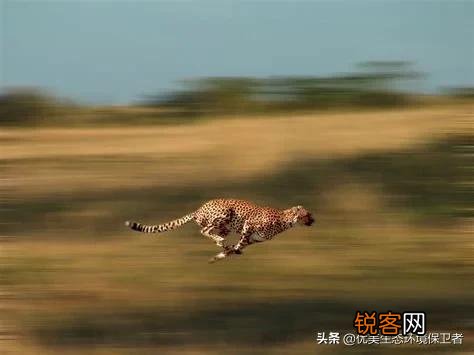 花豹和猎豹谁体形大更厉害？为什么？