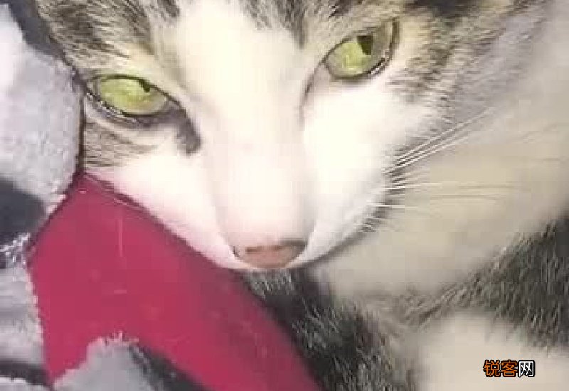 猫咪可以带出去玩吗
