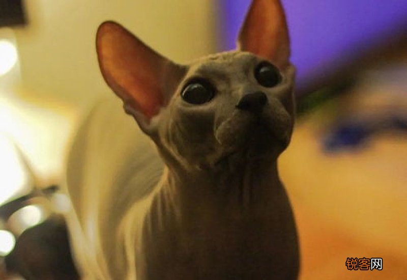 斯芬克斯猫怕冷吗