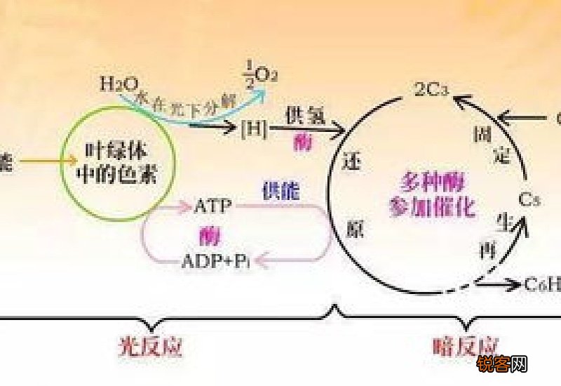 光合作用过程分为哪两个阶段画出示意图 光合作用过程分为哪两个阶段