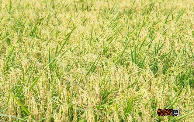 “锄禾日当午”中的“禾”指的是什么？