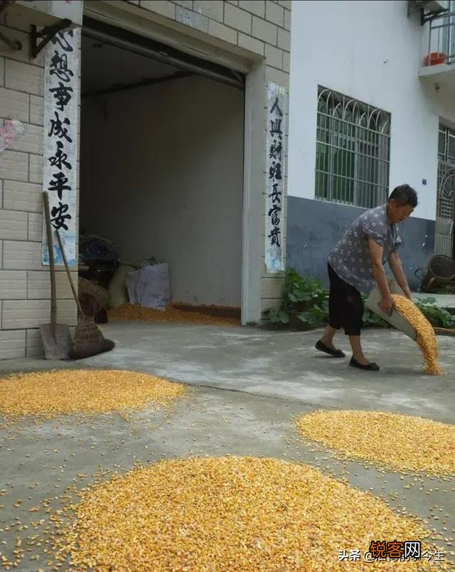 《悯农》中“锄禾日当午”锄的是什么农作物？肯定不是玉米？