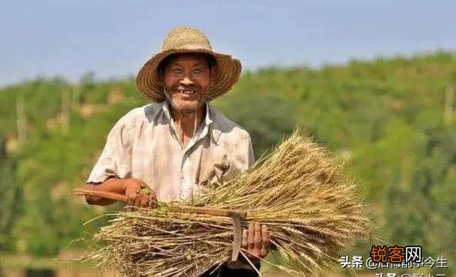 《悯农》中“锄禾日当午”锄的是什么农作物？肯定不是玉米？