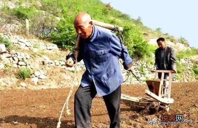 《悯农》中“锄禾日当午”锄的是什么农作物？肯定不是玉米？