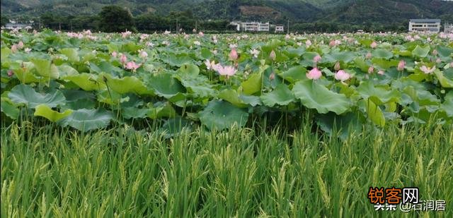 为什么《悯农》是锄禾日当午,而不是锄草日当午？