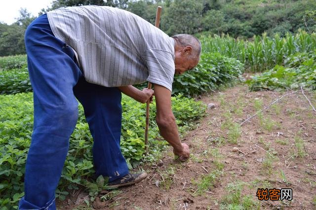 请问锄禾日当午,汗滴禾下土。真正的涵义是什么？