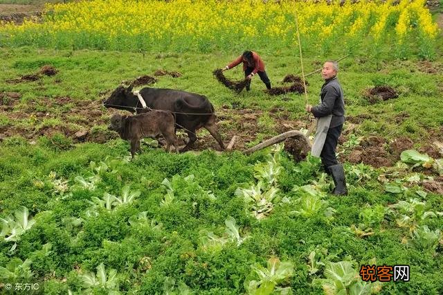 请问锄禾日当午,汗滴禾下土。真正的涵义是什么？