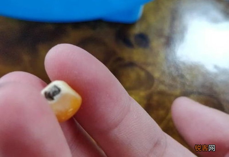 玉米粒底部是黑色的能吃吗