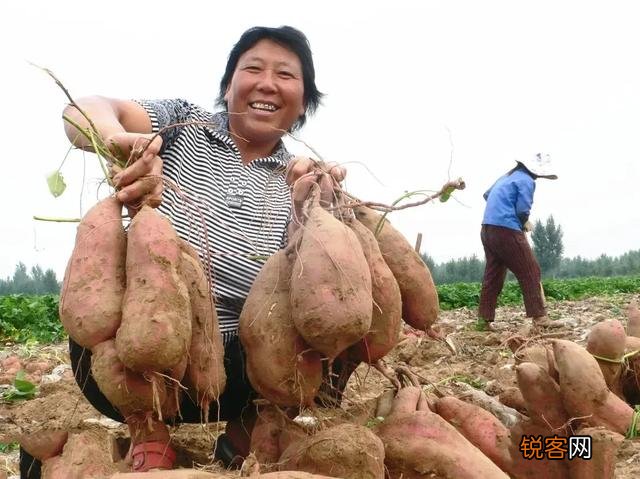 这两年越来越多人承租土地搞种植,现在投资农业很赚钱吗？