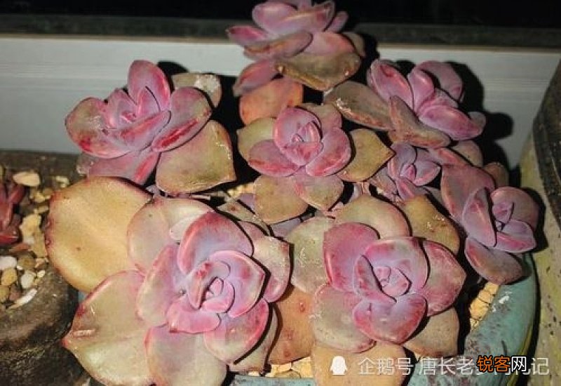 多肉零下5度会冻死吗