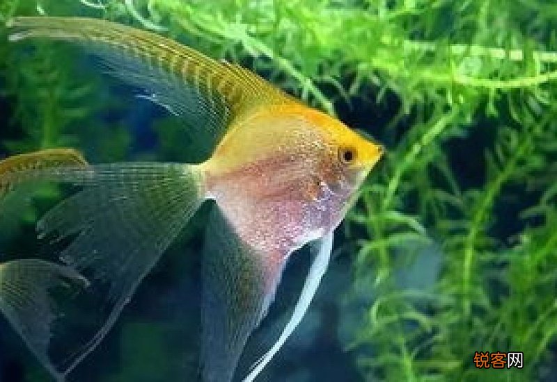 小神仙鱼好养吗