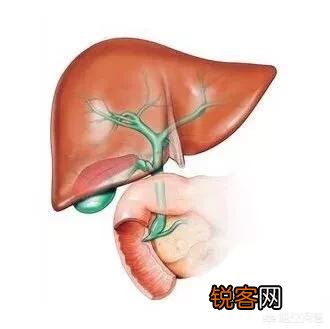 刘德华自爆是乙肝病毒携带者,乙肝病毒会通过什么途径传染？