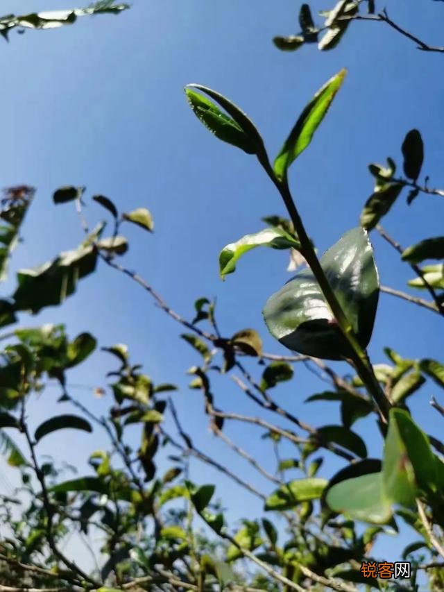 什么样的普洱茶比较好？怎么挑选普洱茶？