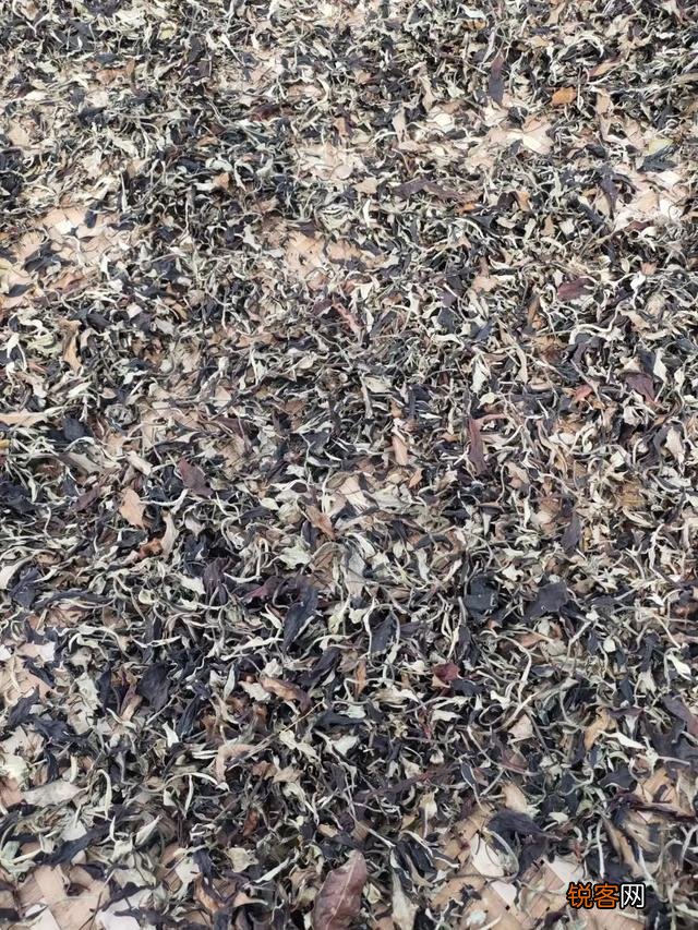 什么样的普洱茶比较好？怎么挑选普洱茶？
