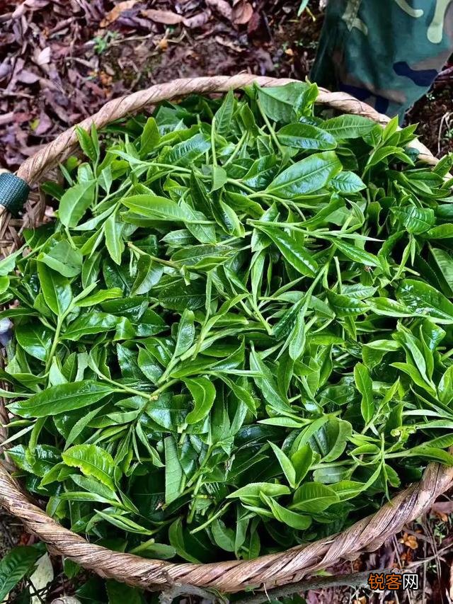 什么样的普洱茶比较好？怎么挑选普洱茶？