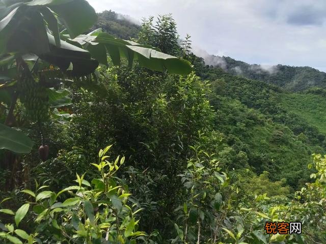 什么样的普洱茶比较好？怎么挑选普洱茶？