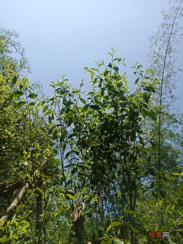 什么样的普洱茶比较好？怎么挑选普洱茶？