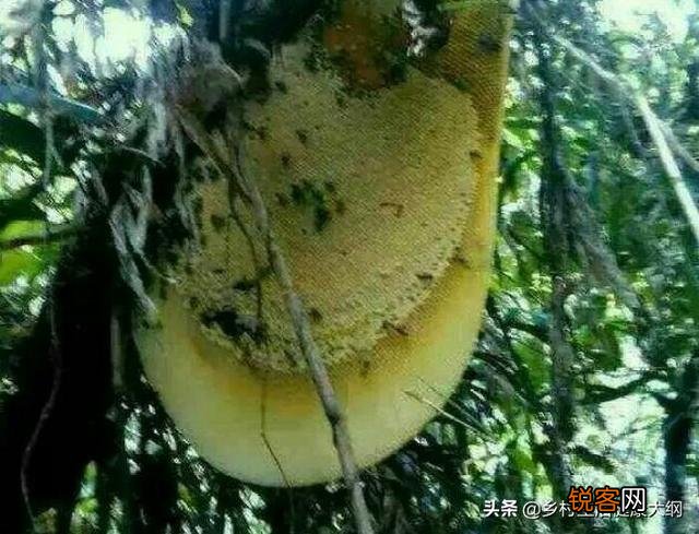 在农村,让人闻风丧胆的5大神兽,你还记得几个？