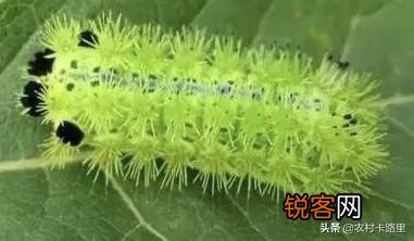 在农村,让人闻风丧胆的5大神兽,你还记得几个？